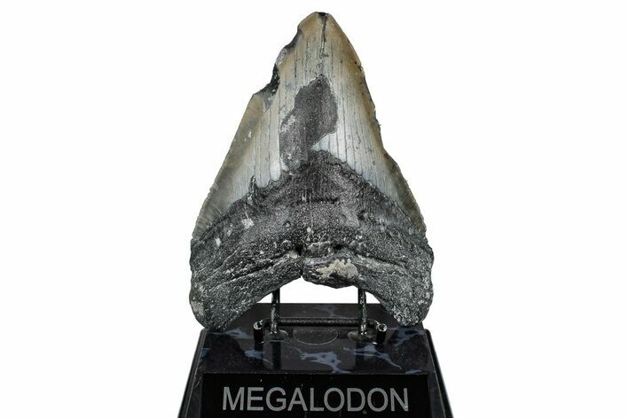 Bargain, Fossil Megalodon Tooth - North Carolina #347038